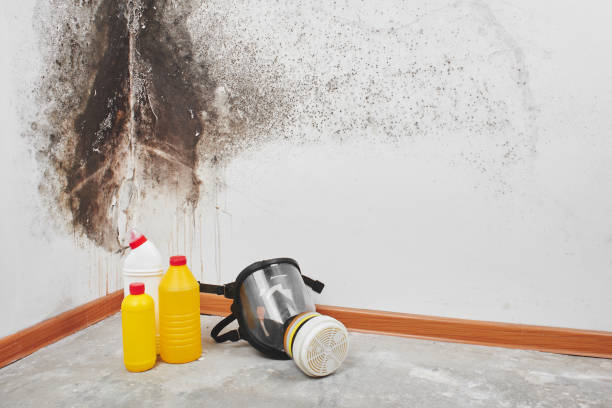 Best Residential Mold Remediation in Paintsville, KY