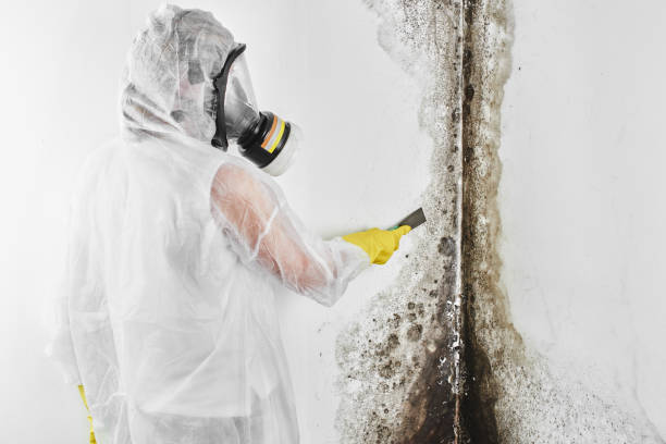 Best White Mold Remediation in Paintsville, KY