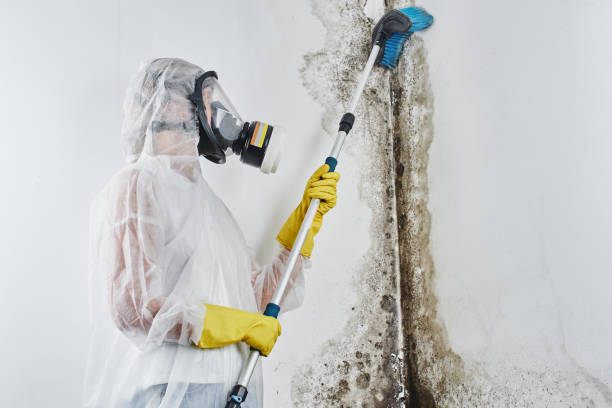 Trusted Paintsville, KY Mold Remediation Experts