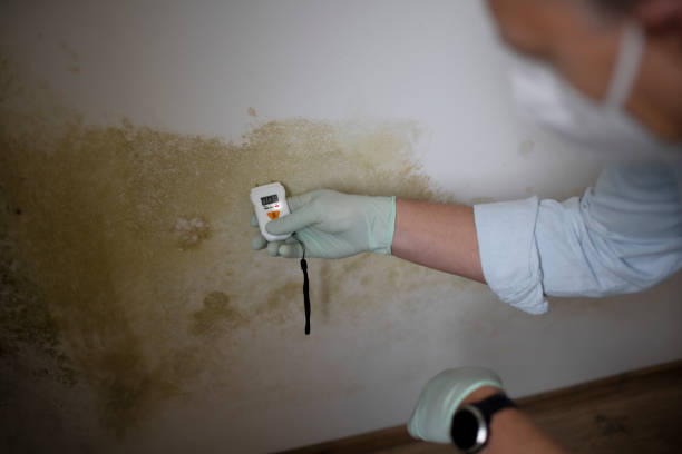 Best White Mold Remediation in Paintsville, KY