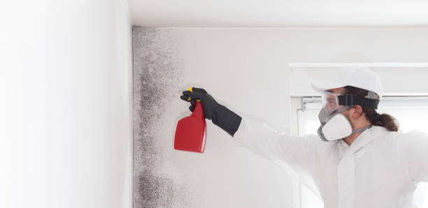 Best Bathroom Mold Remediation in Paintsville, KY