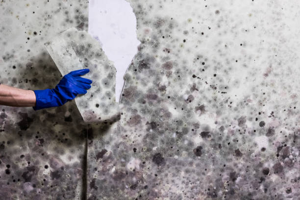 Best Post-Flood Mold Remediation in Paintsville, KY