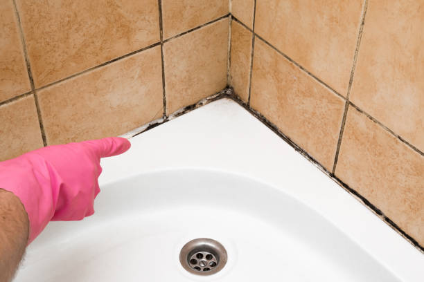 Best Basement Mold Remediation in Paintsville, KY